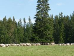 Ovce na lúke na Podbanskom