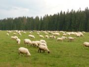 Horské pastviny na Podbanskom s pasúcimi sa ovcami